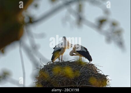 Cicogne (ciconiidae). In Alvesrode gli uccelli hanno i loro luoghi di nidificazione Foto Stock