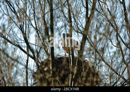 Cicogne (ciconiidae). In Alvesrode gli uccelli hanno i loro luoghi di nidificazione Foto Stock