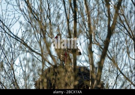 Cicogne (ciconiidae). In Alvesrode gli uccelli hanno i loro luoghi di nidificazione Foto Stock