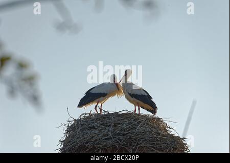 Cicogne (ciconiidae). In Alvesrode gli uccelli hanno i loro luoghi di nidificazione Foto Stock
