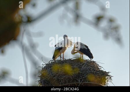 Cicogne (ciconiidae). In Alvesrode gli uccelli hanno i loro luoghi di nidificazione Foto Stock