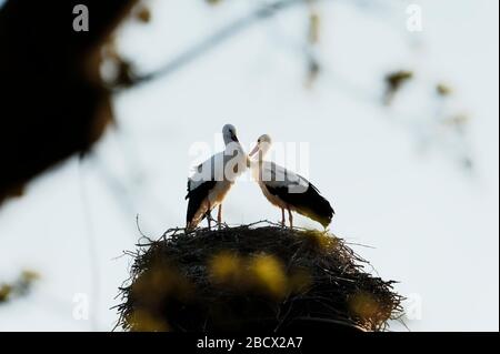 Cicogne (ciconiidae). In Alvesrode gli uccelli hanno i loro luoghi di nidificazione Foto Stock