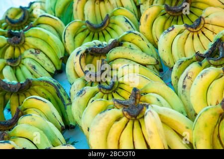 Banane naturalmente maturate per la vendita in un mercato agricolo Costa Rica all'aperto a la Garita Foto Stock