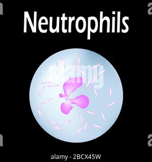 Struttura dei neutrofili. Neutrofili delle cellule ematiche. Leucociti. Infografica. Illustrazione vettoriale su sfondo isolato. Illustrazione Vettoriale