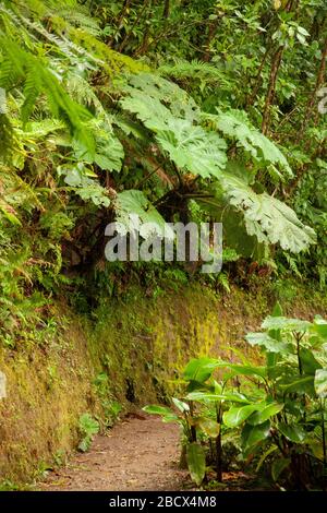 Parco Nazionale di Monteverde, Costa Rica, America Centrale. La pianta dell'ombrello dell'uomo povero accanto ad un sentiero sotto la pioggia, insigni di Gunnera, un r a foglia larga Foto Stock