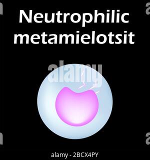 Struttura dei neutrofili. Neutrofili delle cellule ematiche. Leucociti. Infografica. Illustrazione vettoriale su sfondo isolato. Illustrazione Vettoriale