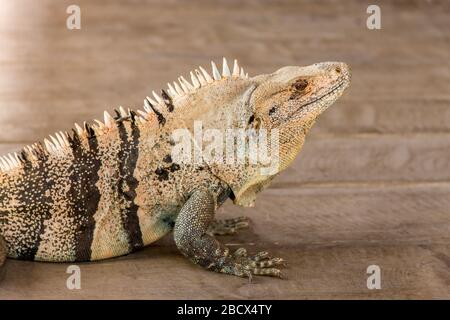 Guanacaste in Costa Rica, America centrale. Spinosa-tailed Iguana (Ctenosaura similis) su un ponte di legno. Foto Stock