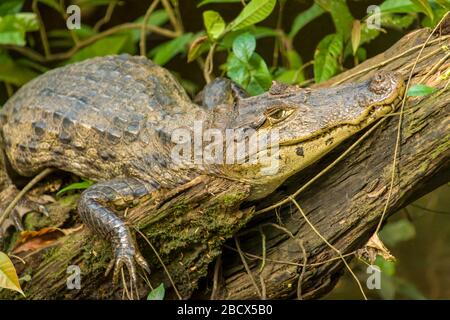 Tortuguero National Park, Costa Rica, America Centrale. Caiman (Caiman crocodilus) che guarda camuffato mentre soleggiate su un log. Foto Stock