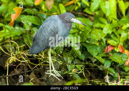 Little Blue Heron (Egretta caerulea) nel Parco Nazionale del Tortuguero, Costa Rica Foto Stock