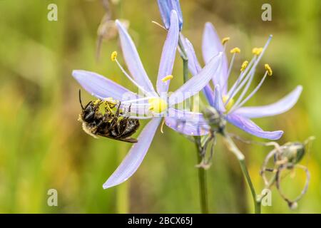 Mima Mounds Natural Area Preserve vicino Olympia, Washington, USA. Il Bumblebee di Franklin, in pericolo critico, impollinando un fiore selvatico camas comune. Foto Stock