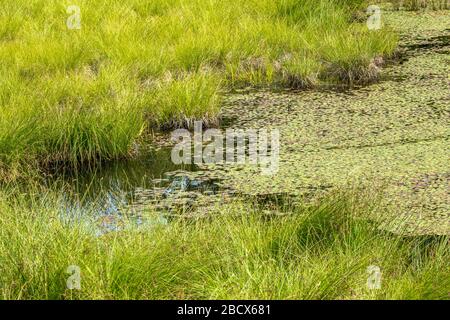 Nisqually National Wildlife Refuge, Nisqually, Washington, Stati Uniti. Rilievi di giglio di acqua che coprono un stagno poco profondo. Foto Stock