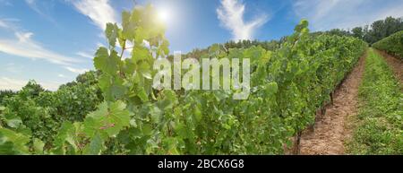 Niagara sul lago campi di uve che producono famosi Ontarian vino e Icewine Foto Stock