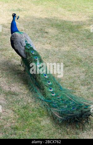 Peacock Peachen Peafowl sotto l'ombra dell'albero riposante nei Giardini Botanici reali Kew Gardens, Richmond, Londra Foto Stock