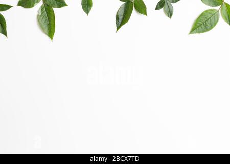 Foglie verdi fresche su sfondo bianco. Composizione floreale, disposizione piatta, vista dall'alto, spazio di copia Foto Stock