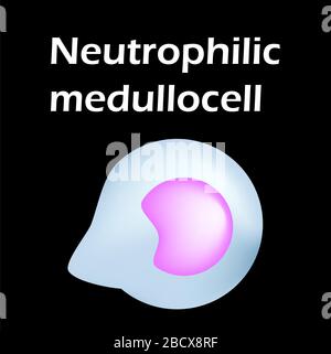 Struttura dei neutrofili. Neutrofili delle cellule ematiche. Leucociti. Infografica. Illustrazione vettoriale su sfondo isolato. Illustrazione Vettoriale