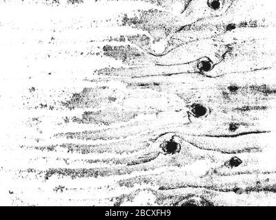 Distress vecchia tessitura asciutta di legno. Sfondo nero e bianco grunge. Illustrazione del vettore. Illustrazione Vettoriale