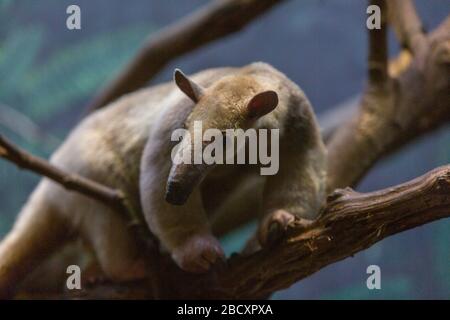 Tamandua meridionale. Specie: Tetradactyla,genere: Tamandua,Famiglia: Myrmecophagidae,Ordine: Pilosa,Classe: Mammalia,Phylum: Chordata,Regno: Animalia,Tamandua meridionale,Anteater collarato,SMH,Small Mammal House Southern Tamandua Foto Stock
