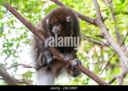 Scimmia Titi Whiteeared. Regno: Animalia,Phylum: Chordata,Classe: Mammalia,Ordine: Primati,Famiglia: Pitheciidae,genere: Callicebus,specie: Donacophilus,Titi scimmia, Titi Grigio Boliviano,Titi scimmia,Primate,Amazonia Whiteeeeeed Titi Monkey Foto Stock