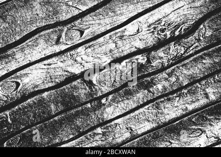 Distress vecchia tessitura asciutta di legno. Sfondo nero e bianco grunge. Illustrazione del vettore. Illustrazione Vettoriale