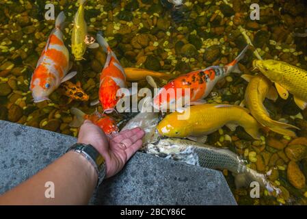 Uomo che alimenta pesce Koi giapponese nello stagno Foto Stock