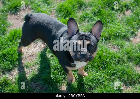 Bel cucciolo di bulldog francese godendosi il tempo di primavera Foto Stock