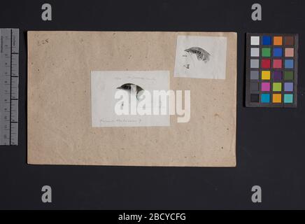 Robert Ridgway Bird Head disegno 228. Questo disegno o incisione di teste di uccello è stato usato in Spencer F. Robert Ridgway Bird Head Drawing 228 Foto Stock