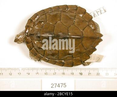 Graptemys Versa. 2 ott 20181 Graptemys Versa Foto Stock