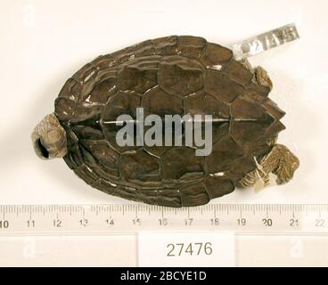 Graptemys Versa. 2 ott 20181 Graptemys Versa Foto Stock