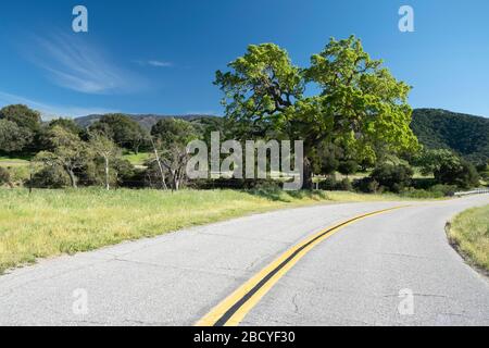 Querce lungo le strade rurali nella Valle di Santa Ynez della California in primavera Foto Stock