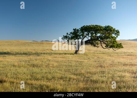 Un albero di quercia su colline ondulate e cielo blu nella Valle di Santa Ynez della California centrale Foto Stock