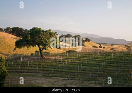 Vigneto nella regione vinicola della Valle di Santa Ynez Foto Stock