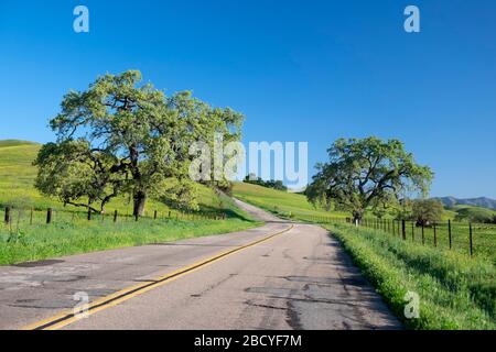 Querce lungo le strade rurali nella Valle di Santa Ynez della California in primavera Foto Stock
