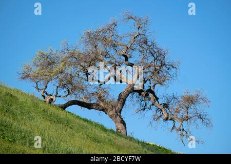 Singolo albero di quercia su ripida collina nella Contea di Santa Barbara California Foto Stock