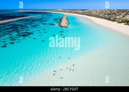 Asilo nido Reef Shark a Bills Bay a Coral Bay da un drone Foto Stock