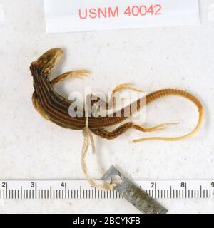 Aspidioscopelis tigris aethiops. 2 ott 20181 Aspidioscopelis tigris aethiops Foto Stock