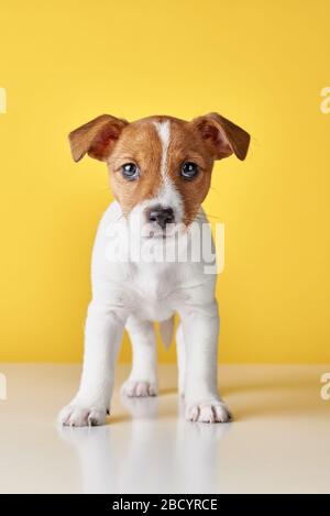 Jack Russel cane terrier cucciolo su sfondo giallo Foto Stock