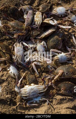 Cattura di granchi indiani freschi per la vendita in spiaggia mercato del pesce. Freschi e gustosi granchi indiani famosi in tutto il mondo Foto Stock