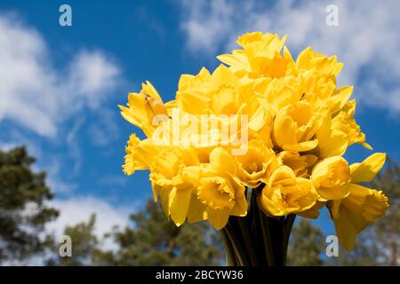 Bel bouquet di narcisi gialle con cielo blu, nuvole bianche e sfondo di alberi, narcisi, primo piano Foto Stock