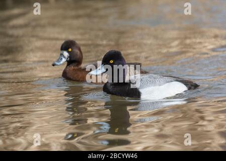 Anatra minore scaup maschile al lago Burnaby BC Canada Foto Stock