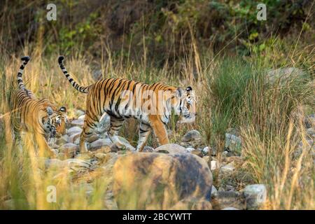 Madre tigre e il suo cucciolo con coda in su camminando insieme nella foresta di dhikala di jim corbett parco nazionale o riserva della tigre, uttarakhand, india Foto Stock