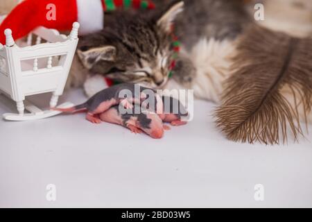 Un gattino in un cappello di babbo natale dorme con i ratti neonati. I bambini dormono alla vigilia di Capodanno Foto Stock