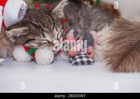 Un gattino in un cappello di babbo natale dorme con i ratti neonati. I bambini dormono alla vigilia di Capodanno Foto Stock