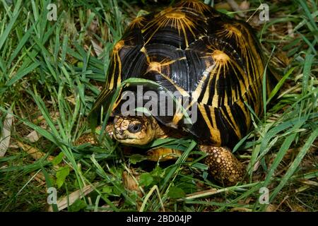 Tartaruga irradiata. Specie: radiata,genere: Geochelone,Famiglia: Testudinidae,Ordine: Chelonia,Classe: Reptilia,Phylum: Chordata,Regno: Animalia,Rettile,Tartoise Tartoise Radiated Tartoise Foto Stock