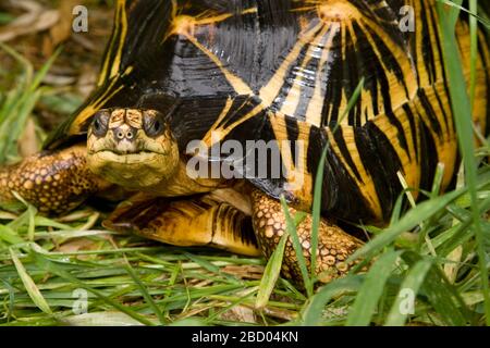 Tartaruga irradiata. Specie: radiata,genere: Geochelone,Famiglia: Testudinidae,Ordine: Chelonia,Classe: Reptilia,Phylum: Chordata,Regno: Animalia,Rettile,Tartoise Tartoise Radiated Tartoise Foto Stock