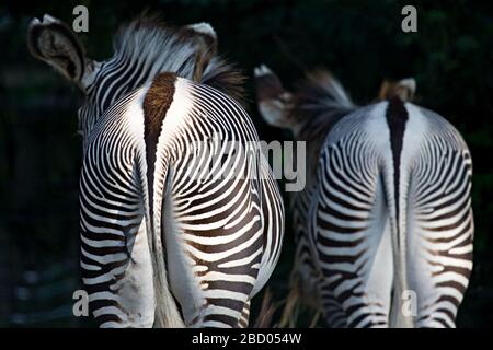 Grevys Zebra. Specie: Grevyi,genere: Equus,Famiglia: Equidae,Ordine: Perissodactyla,Classe: Mammalia,Phylum: Chordata,Regno: Animalia,Grivy's Zebra,Zebra,ungulato,ungulato,ungulato odd-toed,Moyo,Domo,maschio,coda Grivy's Zebra Foto Stock