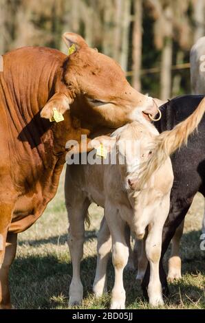 Bos Taurus, bestiame bovino con mucche limousin e charolais su un pascolo in campagna in Germania, Europa occidentale Foto Stock