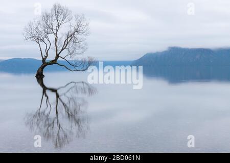 L'albero di Wanaka, il più famoso albero di salice nel Lago di Wanaka Nuova Zelanda Foto Stock