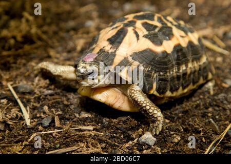 Tartaruga ragno. Specie: Arachnoides,genere: Pyxis,Famiglia: Testudinidae,Ordine: Testudines,Classe: Reptilia,Phylum: Chordata,Re:Animalia,Rettile,Tortoise Spider Tartoise Foto Stock