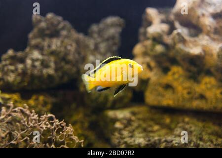 Pesce Cichlid giallo elettrico in primo piano acquario. Foto Stock