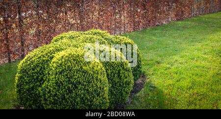 Una pianta di boxwood a forma di nuvola sempreverde tagliata in giardino. Buxus Sempervirens. Foto Stock